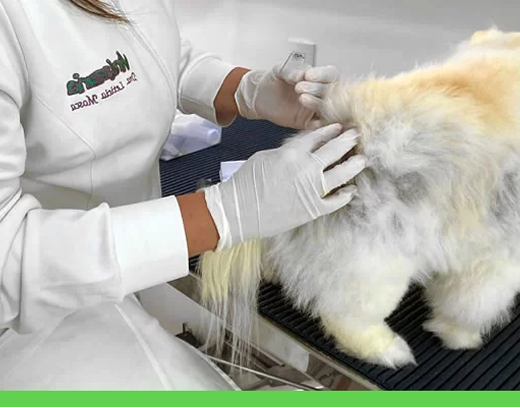 Dermatologia Veterinária main