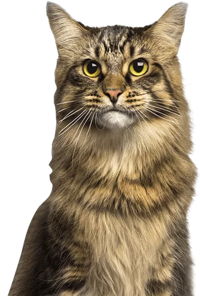 Imagem de um gato com pelos marrons