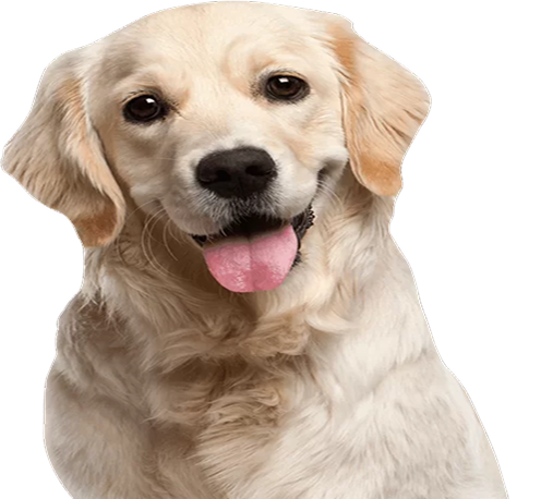 Imagem de um cachorro com pelos brancos